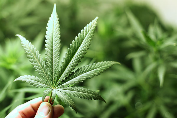 Domande  e risposte. “Una mia amica fuma marijuana, è ancora alle scuole medie, è dipendente?”